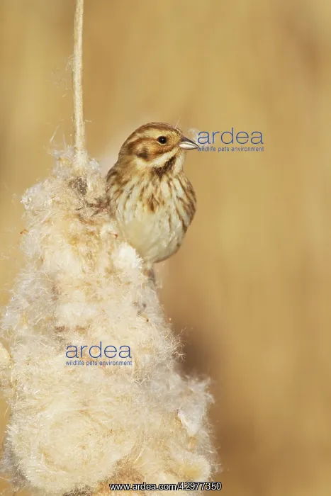 : Reed Bunting - female feeding on Reedmace seedhead : Reed Bunting - female feeding on Reedmace seedhead