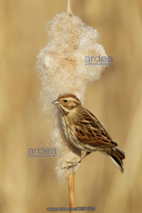 : Reed Bunting - female feeding on Reedmace seedhead : Reed Bunting - female feeding on Reedmace seedhead
