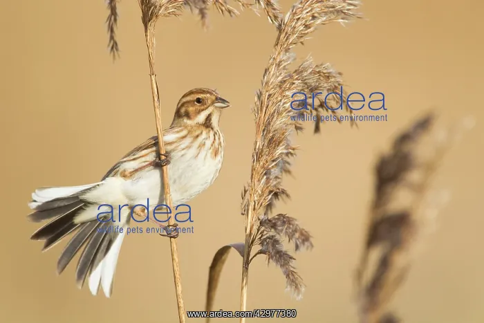 : Reed Bunting - female feeding in winter reedbed : Reed Bunting - female feeding in winter reedbed