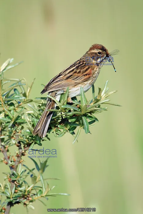 : Reed Bunting - female with food in bill : Reed Bunting - female with food in bill