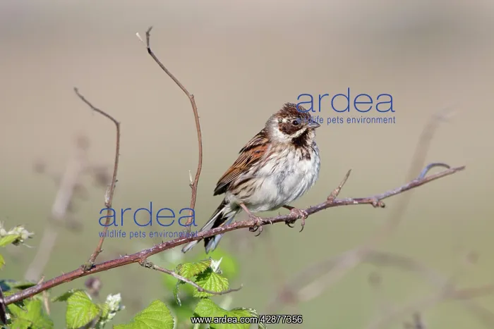 : Reed Bunting - Female perched over bramble bushes : Reed Bunting - Female perched over bramble bushes