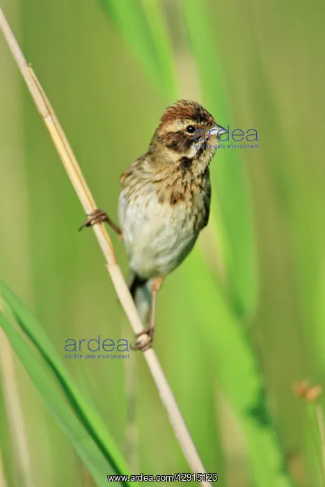 : Reed Bunting - female perched on reed : Reed Bunting - female perched on reed