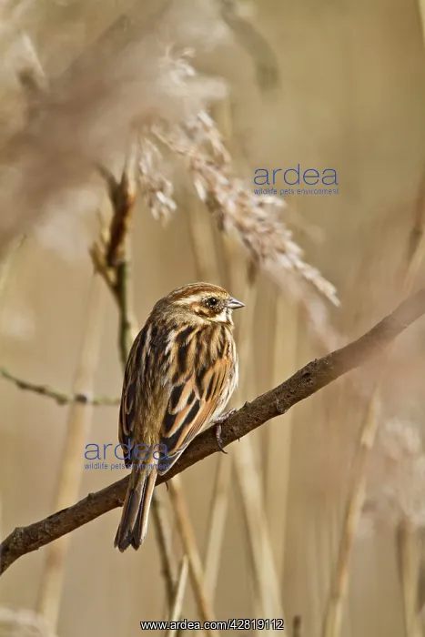 : Reed Bunting - female in reeds : Reed Bunting - female in reeds