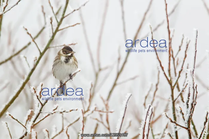 : Reed Bunting - in hoar frost : Reed Bunting - in hoar frost