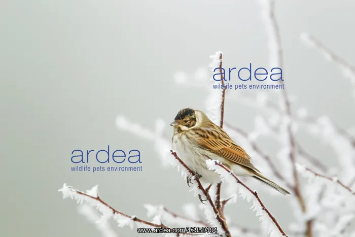  : Reed Bunting - in hoar frost