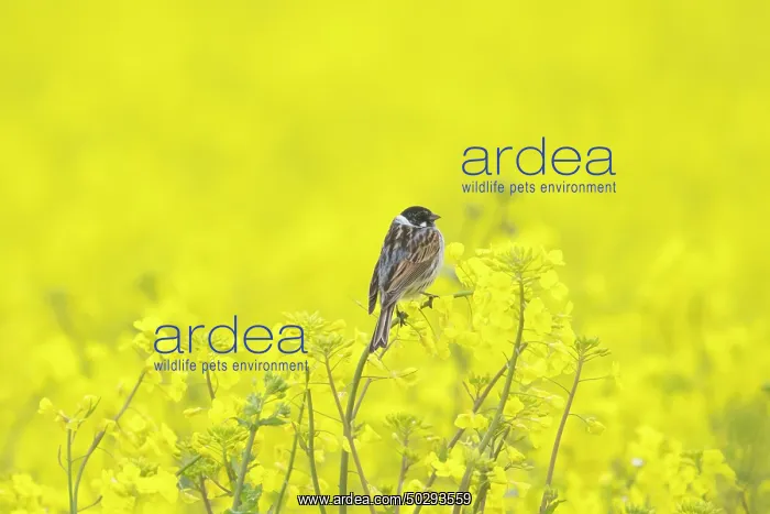 : Reed Bunting male : Reed Bunting male