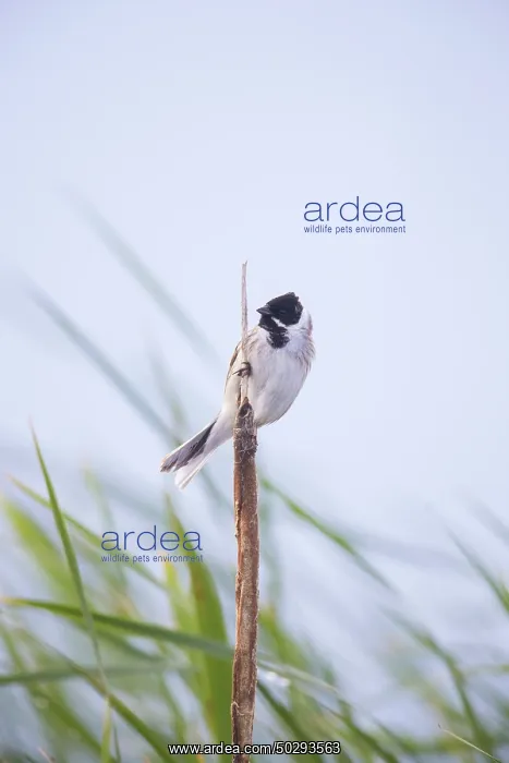 : Reed Bunting male : Reed Bunting male