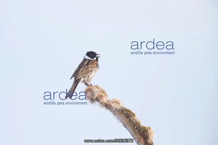 : Reed Bunting male : Reed Bunting male