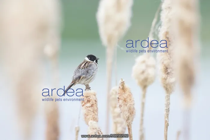 : Reed Bunting male : Reed Bunting male