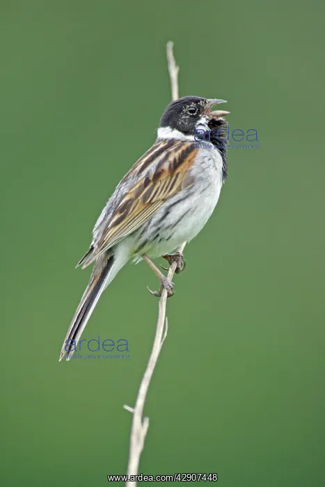 : Reed Bunting - male bird singing from reed stalk : Reed Bunting - male bird singing from reed stalk