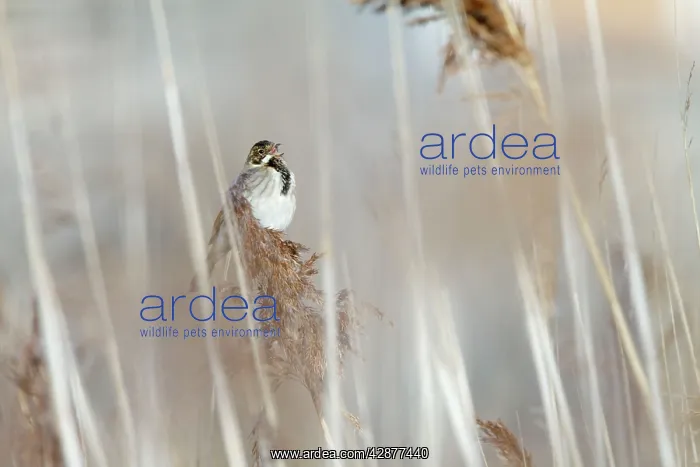 : Reed Bunting - male calling from reedbed in early spring : Reed Bunting - male calling from reedbed in early spring