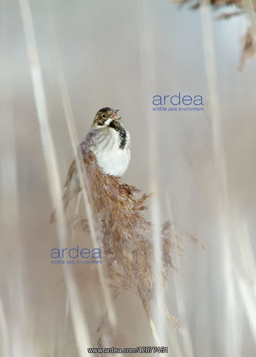: Reed Bunting - male calling from reedbed in early spring : Reed Bunting - male calling from reedbed in early spring