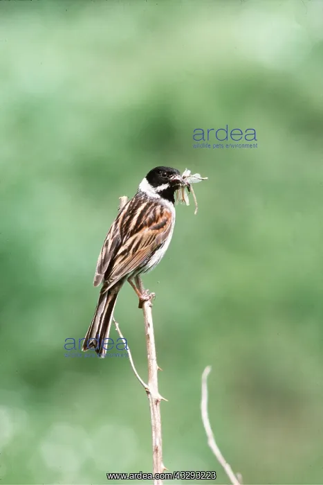  : REED BUNTING - male, perched on branch