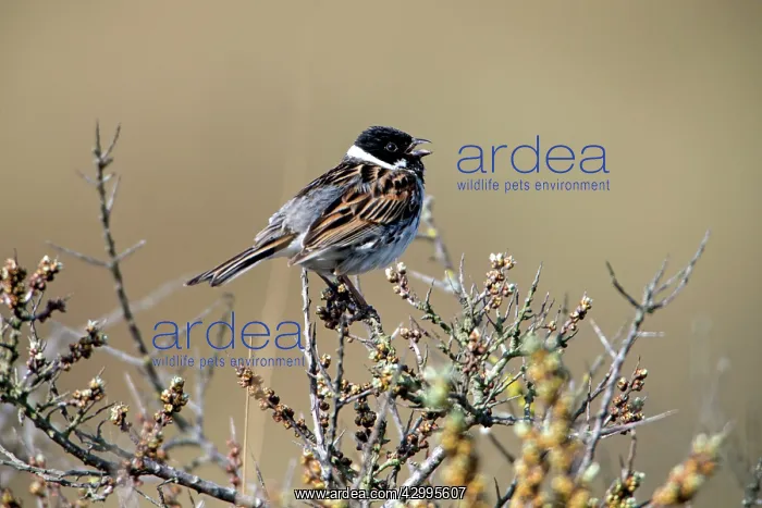: Reed Bunting - male singing from bush top Island : Reed Bunting - male singing from bush top Island