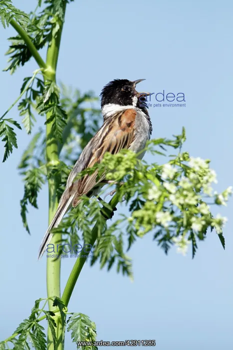 : Reed Bunting - male singing from flowering hemlock plant : Reed Bunting - male singing from flowering hemlock plant