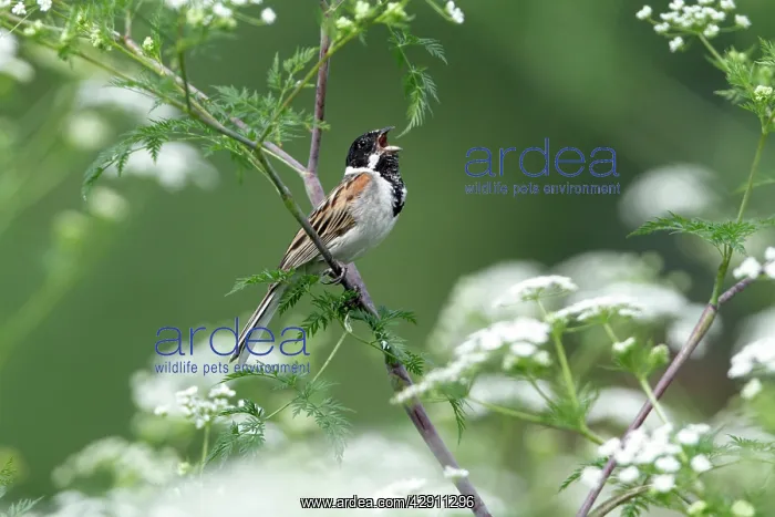 : Reed Bunting - male singing from flowering hemlock plant : Reed Bunting - male singing from flowering hemlock plant