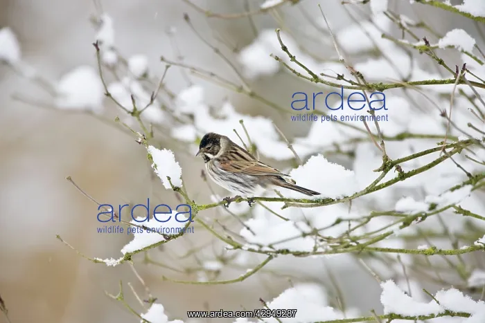 : Reed Bunting -Male on snow covered branch : Reed Bunting -Male on snow covered branch