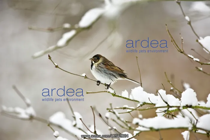 : Reed Bunting - Male on snow covered branch : Reed Bunting - Male on snow covered branch
