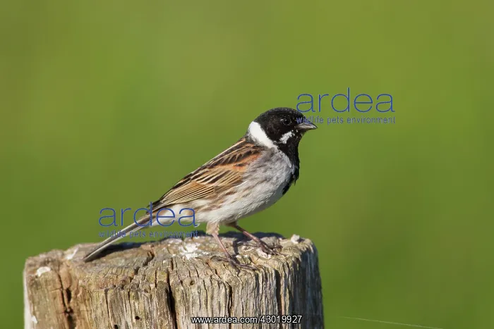 : Reed Bunting male in summer : Reed Bunting male in summer