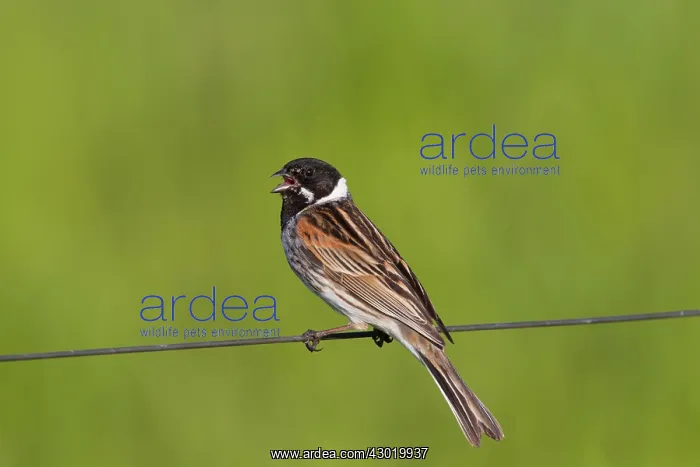 : Reed Bunting male in summer : Reed Bunting male in summer