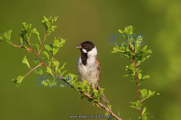 : Reed Bunting male in summer : Reed Bunting male in summer