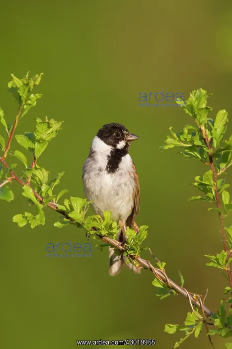 : Reed Bunting male in summer : Reed Bunting male in summer
