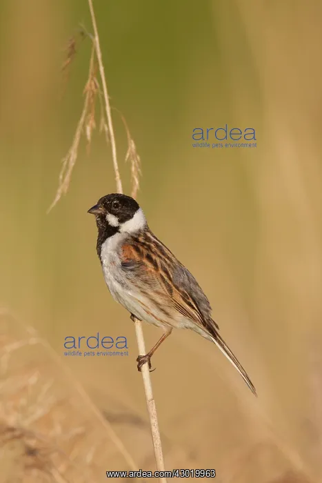 : Reed Bunting male in summer : Reed Bunting male in summer