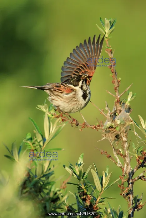 : Reed Bunting - male, warding off rival in breeding territory : Reed Bunting - male, warding off rival in breeding territory
