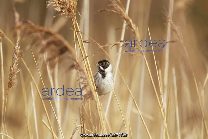 : Reed Bunting - male in winter reedbed : Reed Bunting - male in winter reedbed
