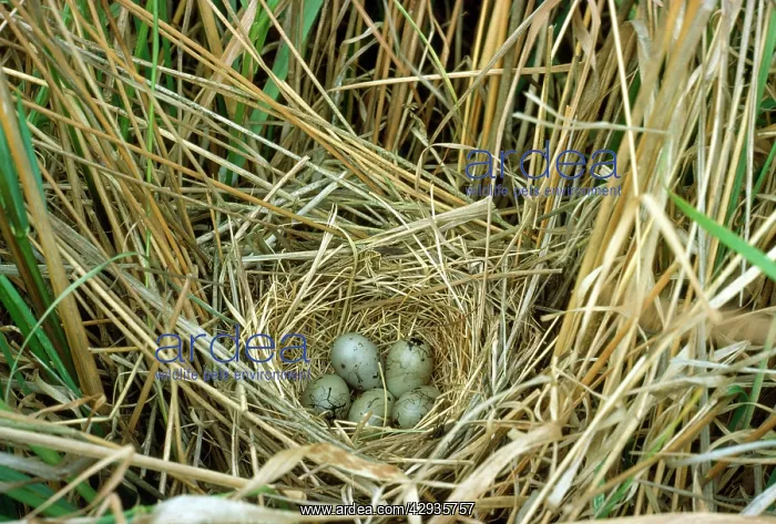 : Reed Bunting - nest and eggs : Reed Bunting - nest and eggs