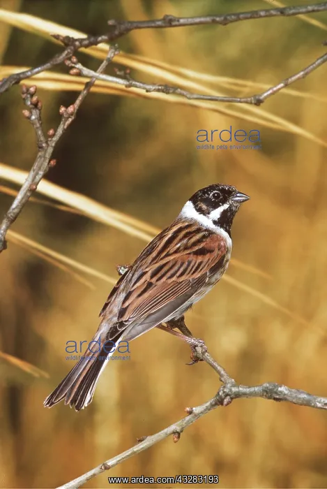 : Reed BUNTING - perched on twig : Reed BUNTING - perched on twig