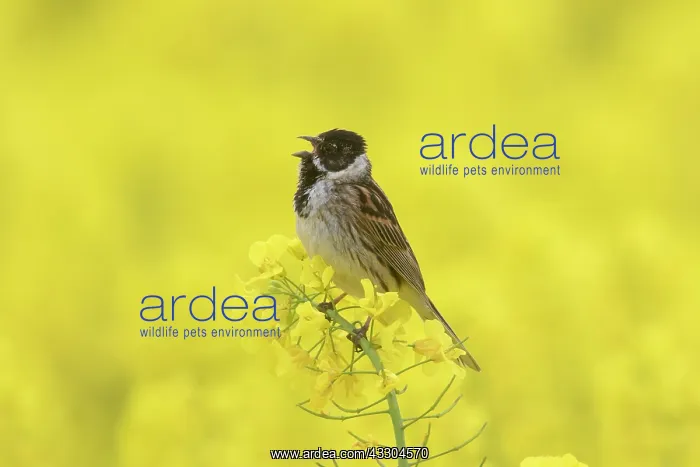 : Reed Bunting, - singing male in flowering rape field : Reed Bunting, - singing male in flowering rape field