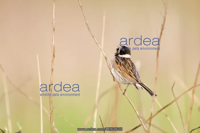 : Reed Bunting - Typical view of adult male calling : Reed Bunting - Typical view of adult male calling