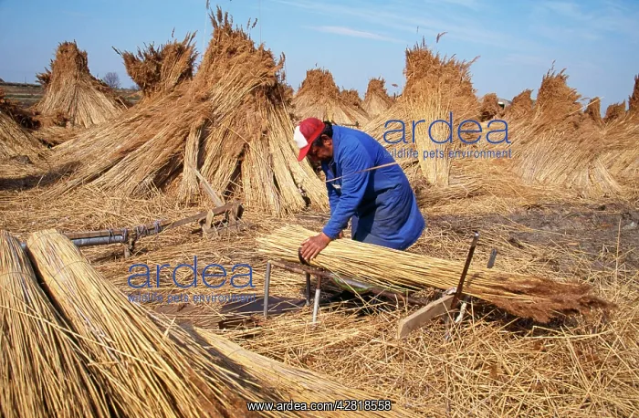 : REED - commercial reed production : REED - commercial reed production