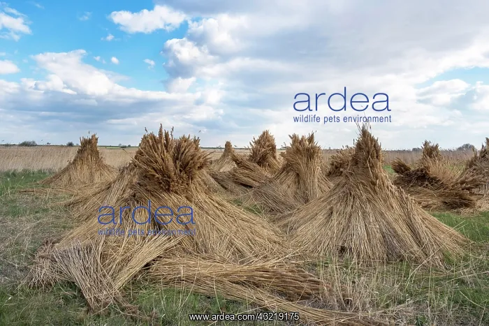 : Reed cones, reed harvesting, Illmitz, Lake Neusiedl : Reed cones, reed harvesting, Illmitz, Lake Neusiedl