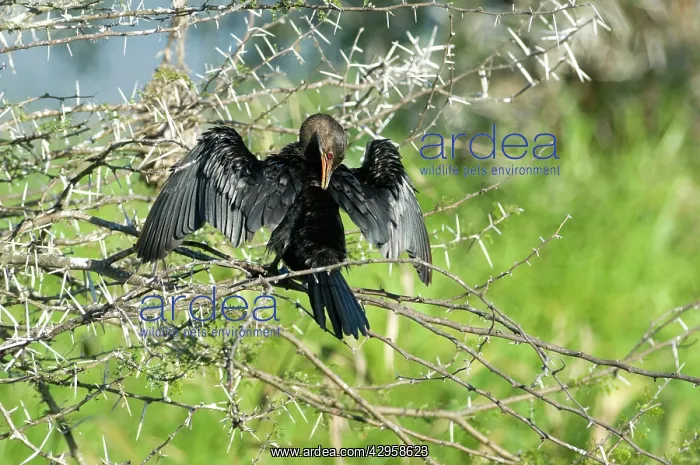 : Reed Cormorant drying wings and preening after fishing : Reed Cormorant drying wings and preening after fishing