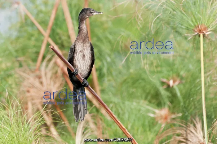 : Reed Cormorant - perched on reed : Reed Cormorant - perched on reed