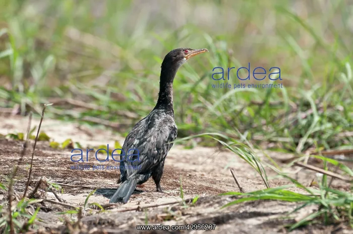 : Reed Cormorant - standing on bank : Reed Cormorant - standing on bank