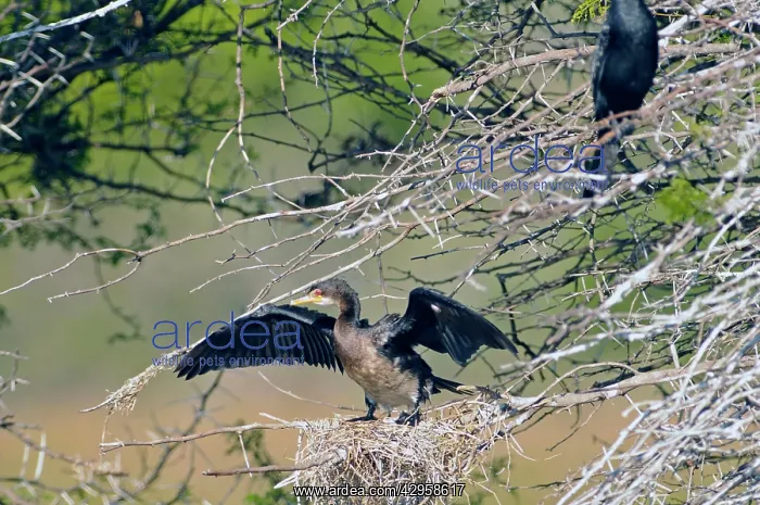 : Reed Cormorant with wings open, on nest : Reed Cormorant with wings open, on nest
