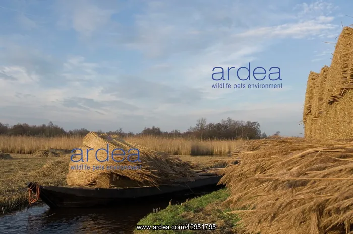 : Reed culture : Reed culture