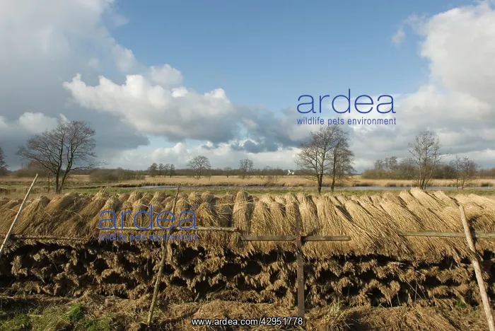  : Reed culture in fenland