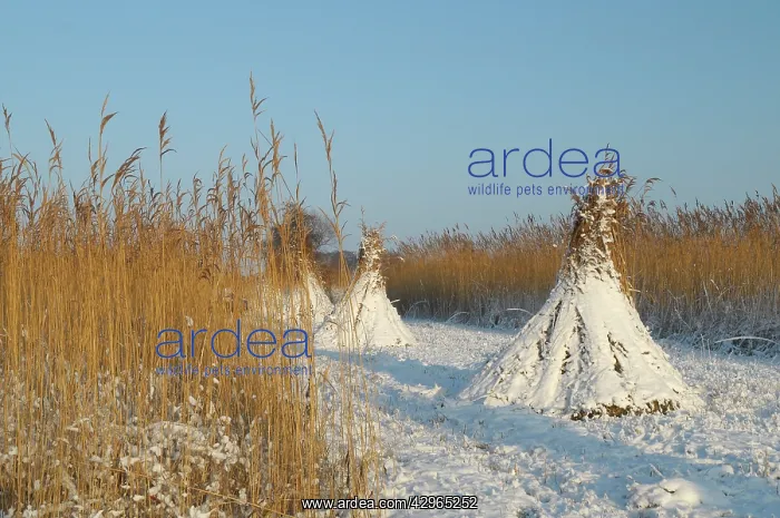 : Reed culture and harvest : Reed culture and harvest