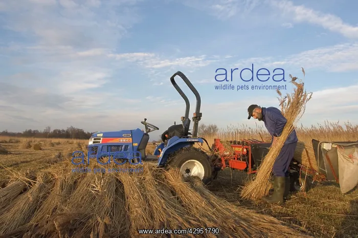 : Reed culture - Reed bundles are made : Reed culture - Reed bundles are made