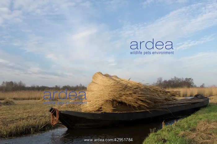 : Reed culture - Reed bundles are moved by boat in the fenland : Reed culture - Reed bundles are moved by boat in the fenland