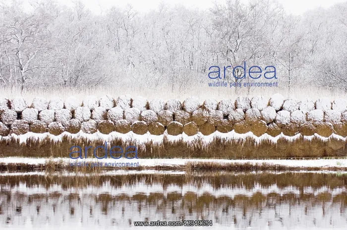 : Reed culture - Stack of reed in winter, covered with snow : Reed culture - Stack of reed in winter, covered with snow