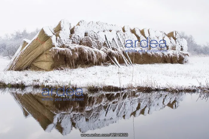 : Reed culture - Stack of reed in winter, covered with snow : Reed culture - Stack of reed in winter, covered with snow