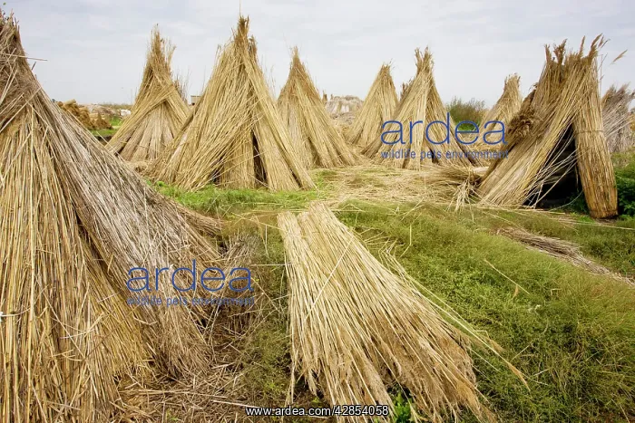 : Reed Cutters yard on the plains of eastern Hungary : Reed Cutters yard on the plains of eastern Hungary
