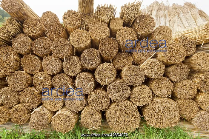 : Reed-cutters yard on the plains of eastern Hungary : Reed-cutters yard on the plains of eastern Hungary