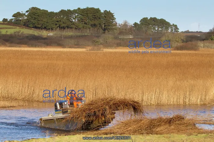 : Reed Cutting - Marazion Marsh : Reed Cutting - Marazion Marsh