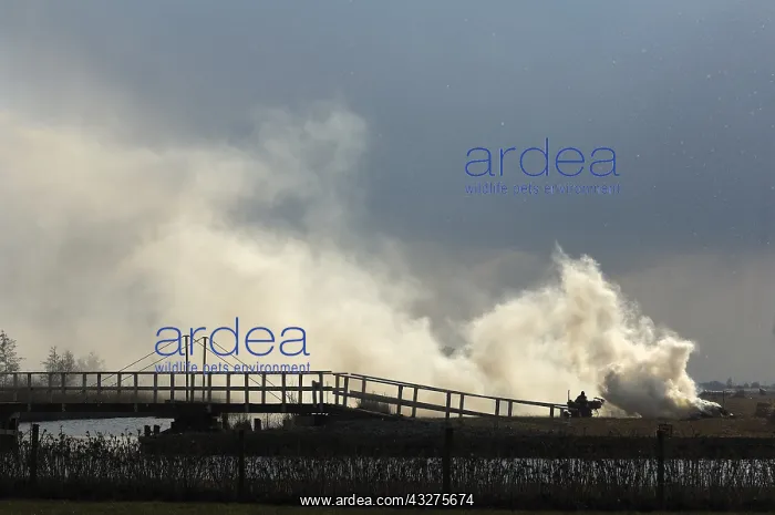 : Reed farmer is binding reed for covering roofs : Reed farmer is binding reed for covering roofs